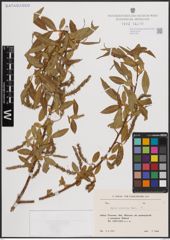 Foto von Salix excelsa S. G. Gmel.